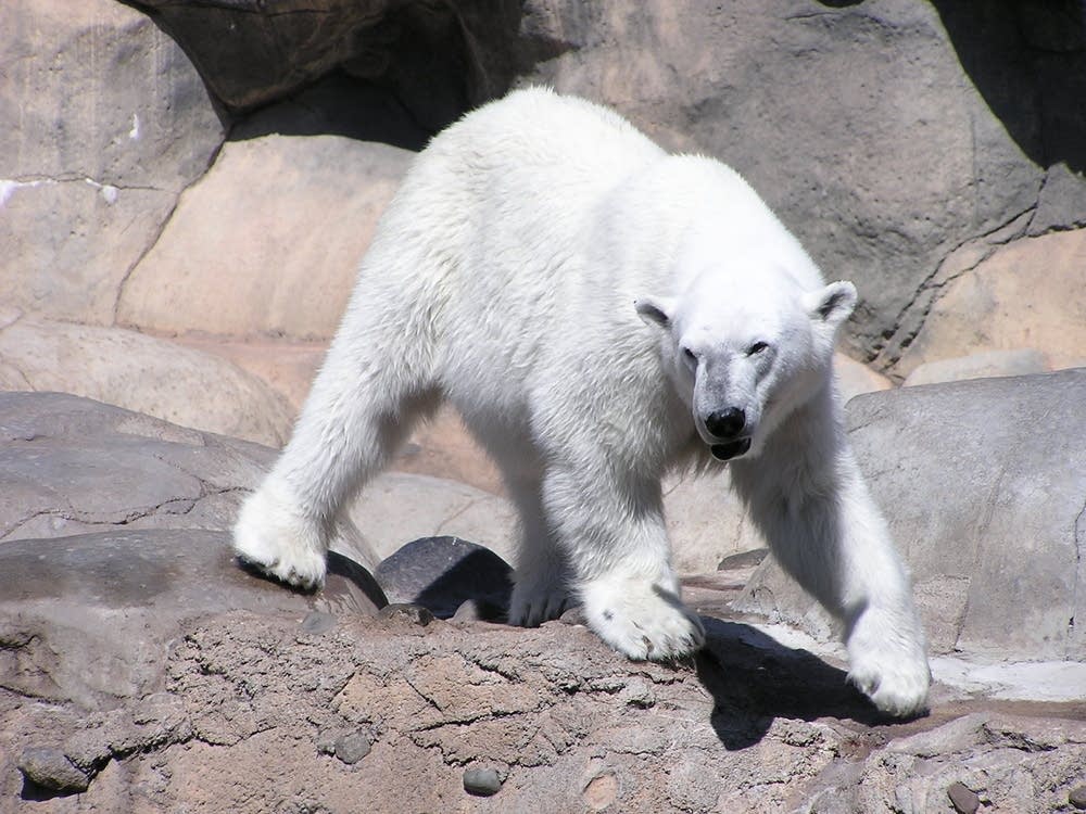 Polar bear
