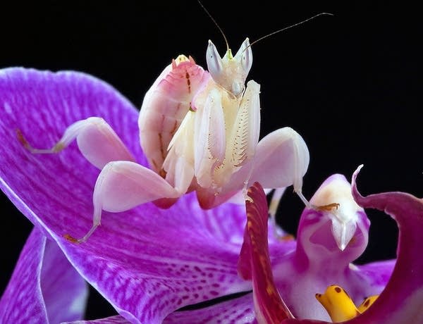 Beautiful huntresses: Scientists explain why mantises evolved to resemble orchids