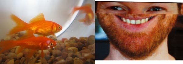 Fish and Aphex Twin