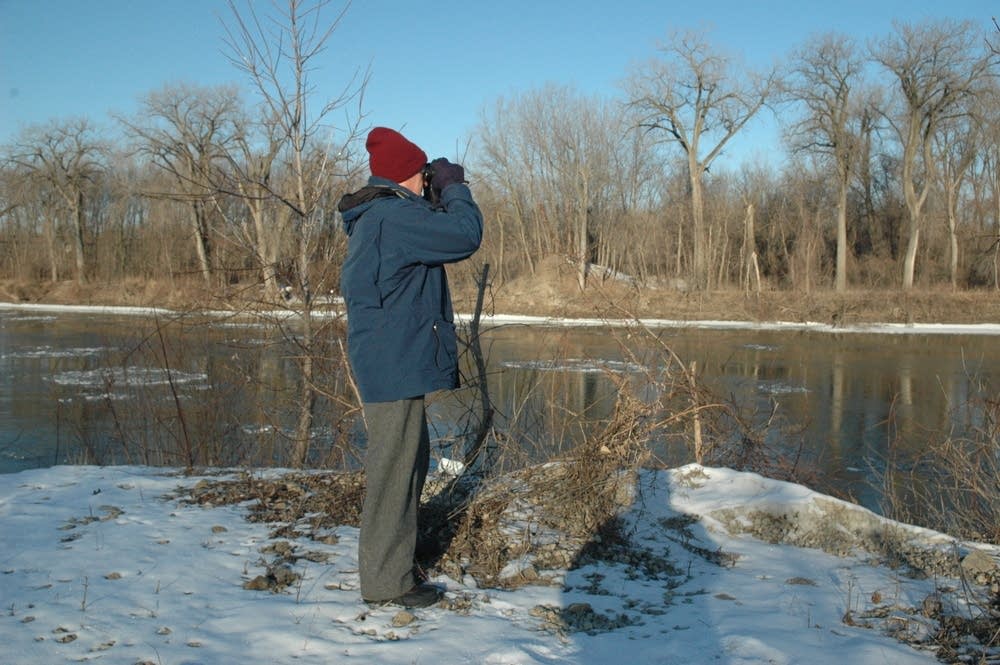 Looking for eagles