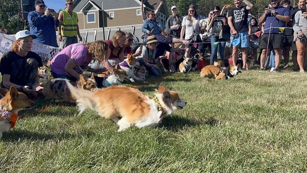 A dog takes off during a derby race.