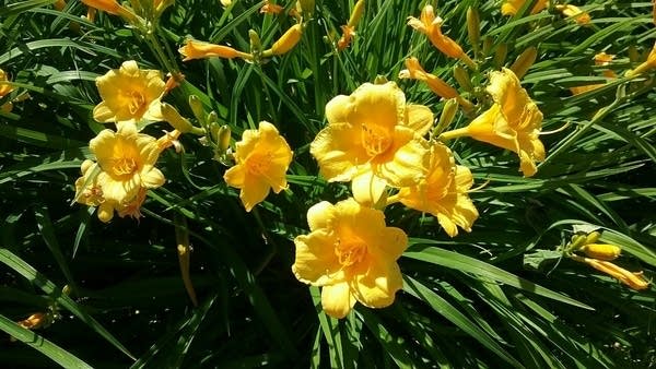 Muggy Independence Day, with thunderstorms