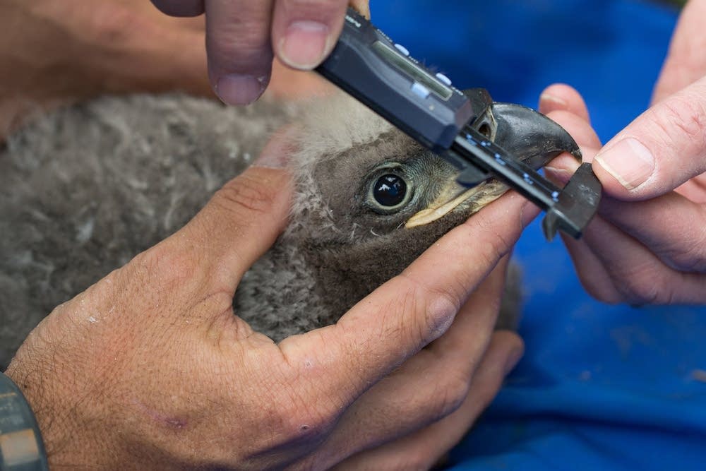 Measuring the baby