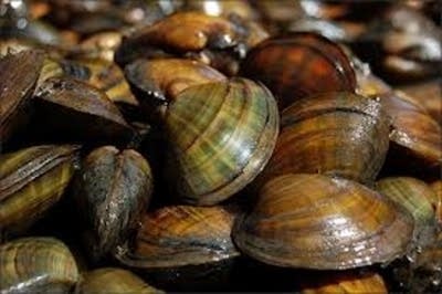 Higgins eye mussel