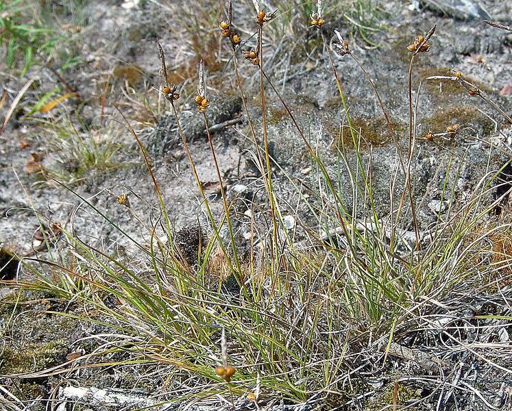 Carex supina