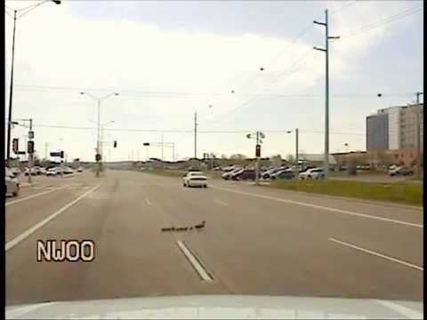 For a duck, there’s always a cop around when needed