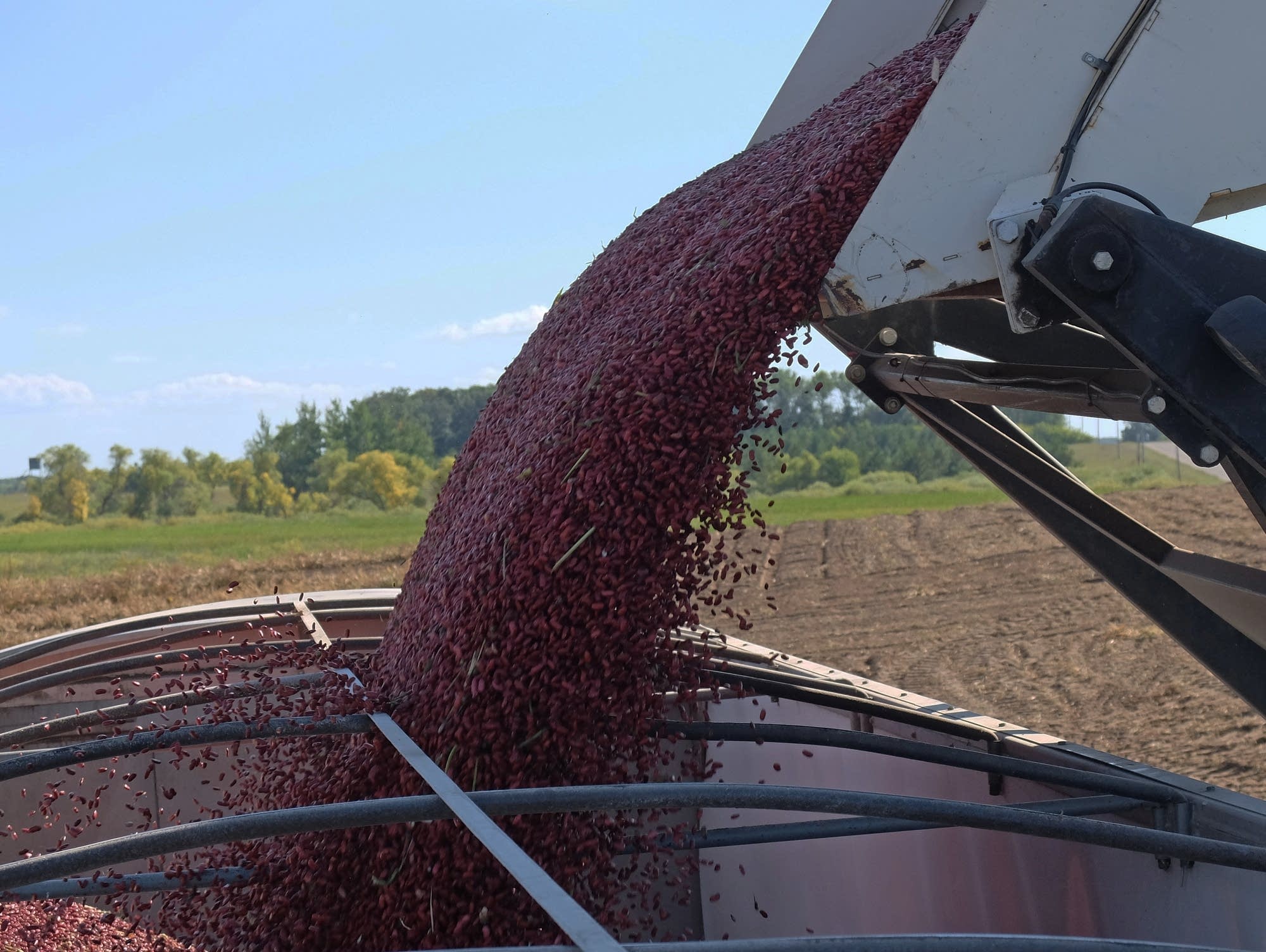 Tariffs leave Minn.’s nationleading kidney bean crop in limbo MPR News
