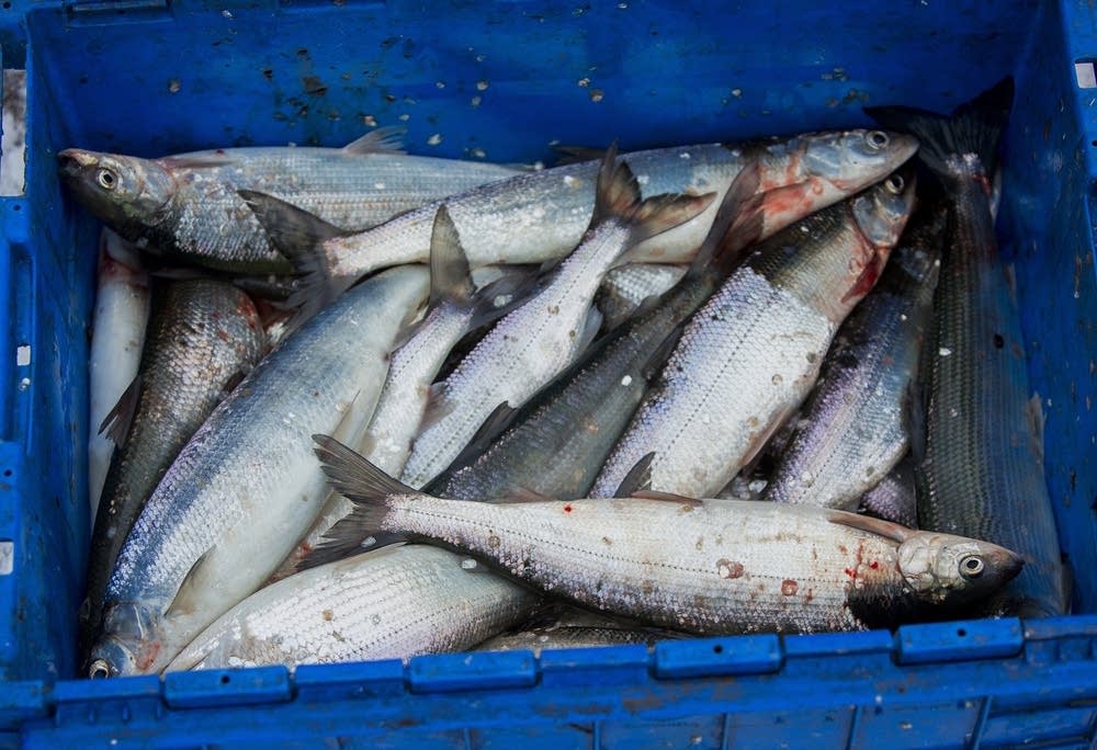 Fisherman Steve Dahl's catch of cisco.
