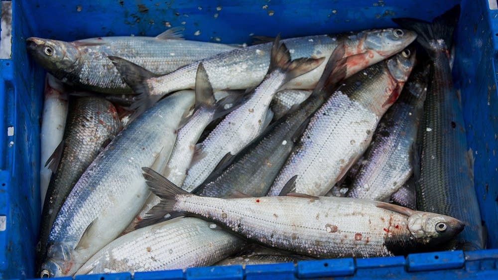 Project reduces mercury levels in women on North Shore MPR News