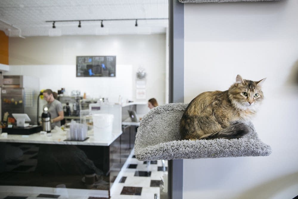 Minnesota's first cat cafe is finally here MPR News