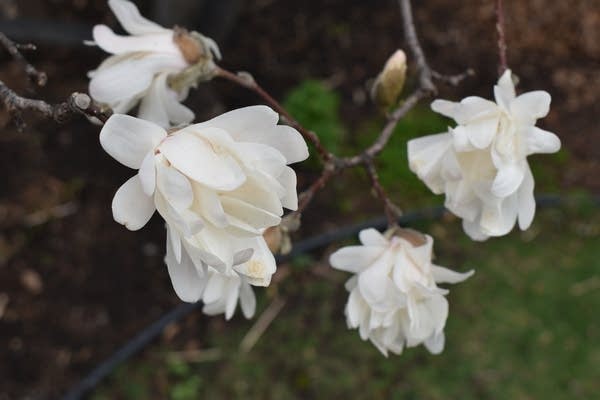 A 50s weekend for most of us; update on Sunday p.m. rain chances