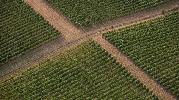 A vineyard in Oregon's Willamette Valley. The region's highest-quality wines, like pinot noirs, are made from a red grape that's ideal for the valley's historically cool climate.
