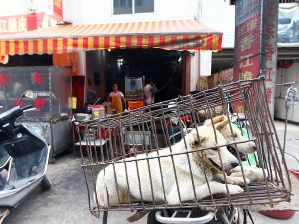 China's doggy debate: dog meat lovers vs. dog lovers