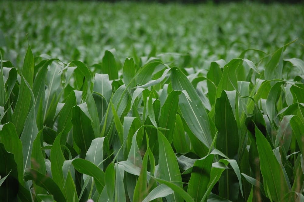 Minnesota sweet corn
