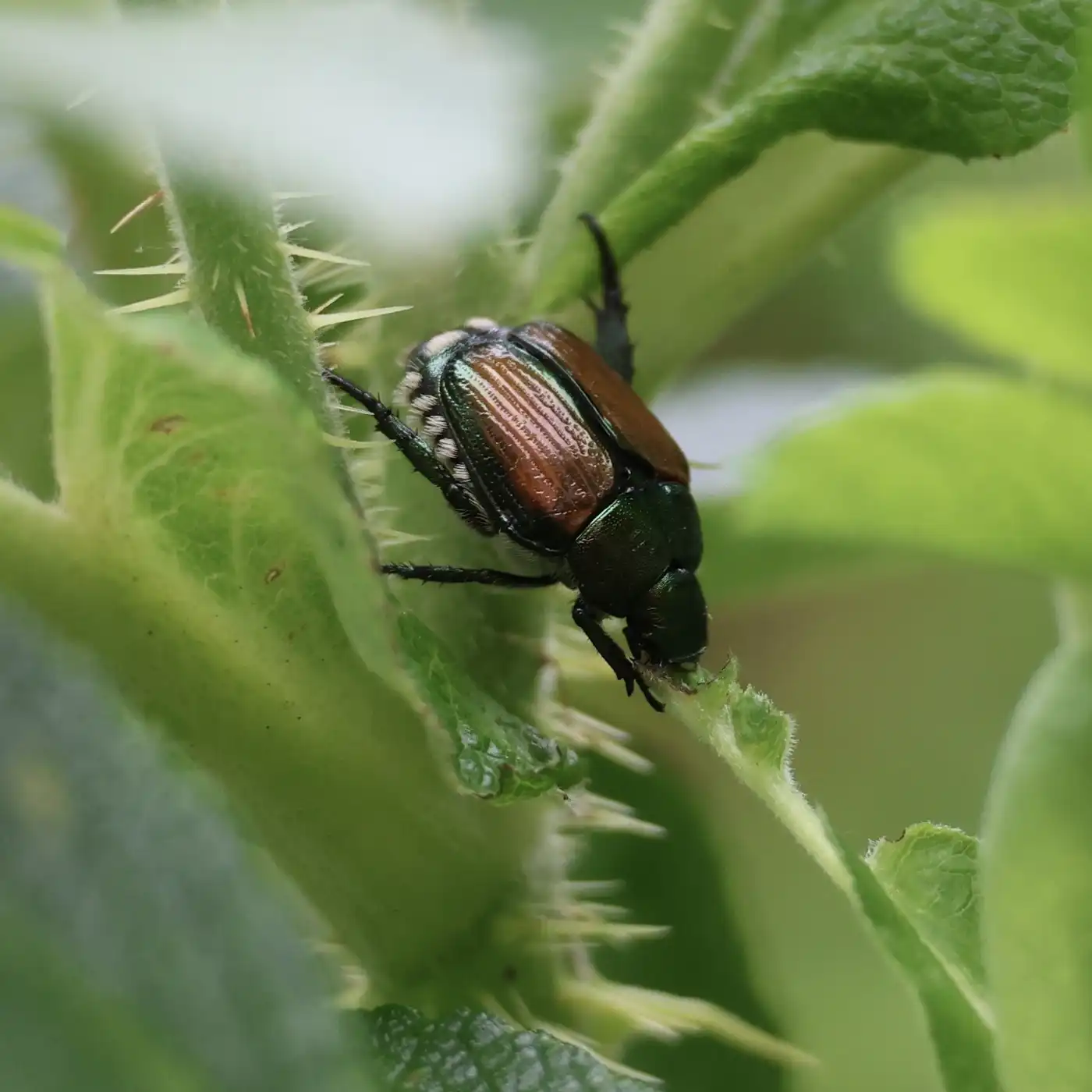 In gardens across Minnesota, the beetle battle begins | MPR News