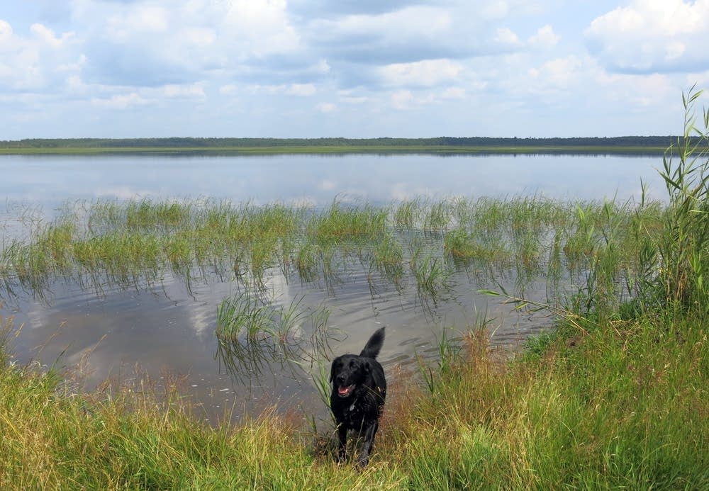 The lab's shoulders are a guide to water levels.