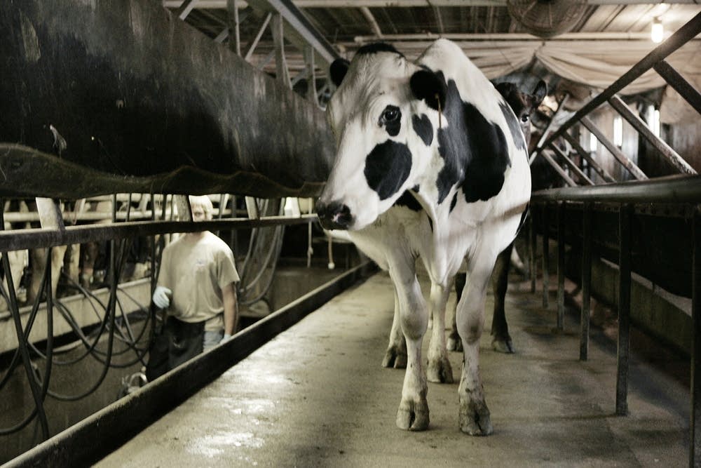 Organic milk
