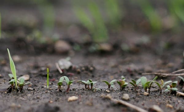 Alfalfa sprouts