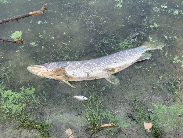 Dead fish float to the surface of a lake.