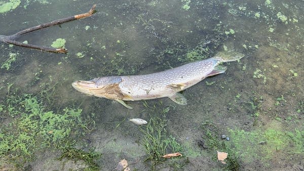 Dead fish float to the surface of a lake.