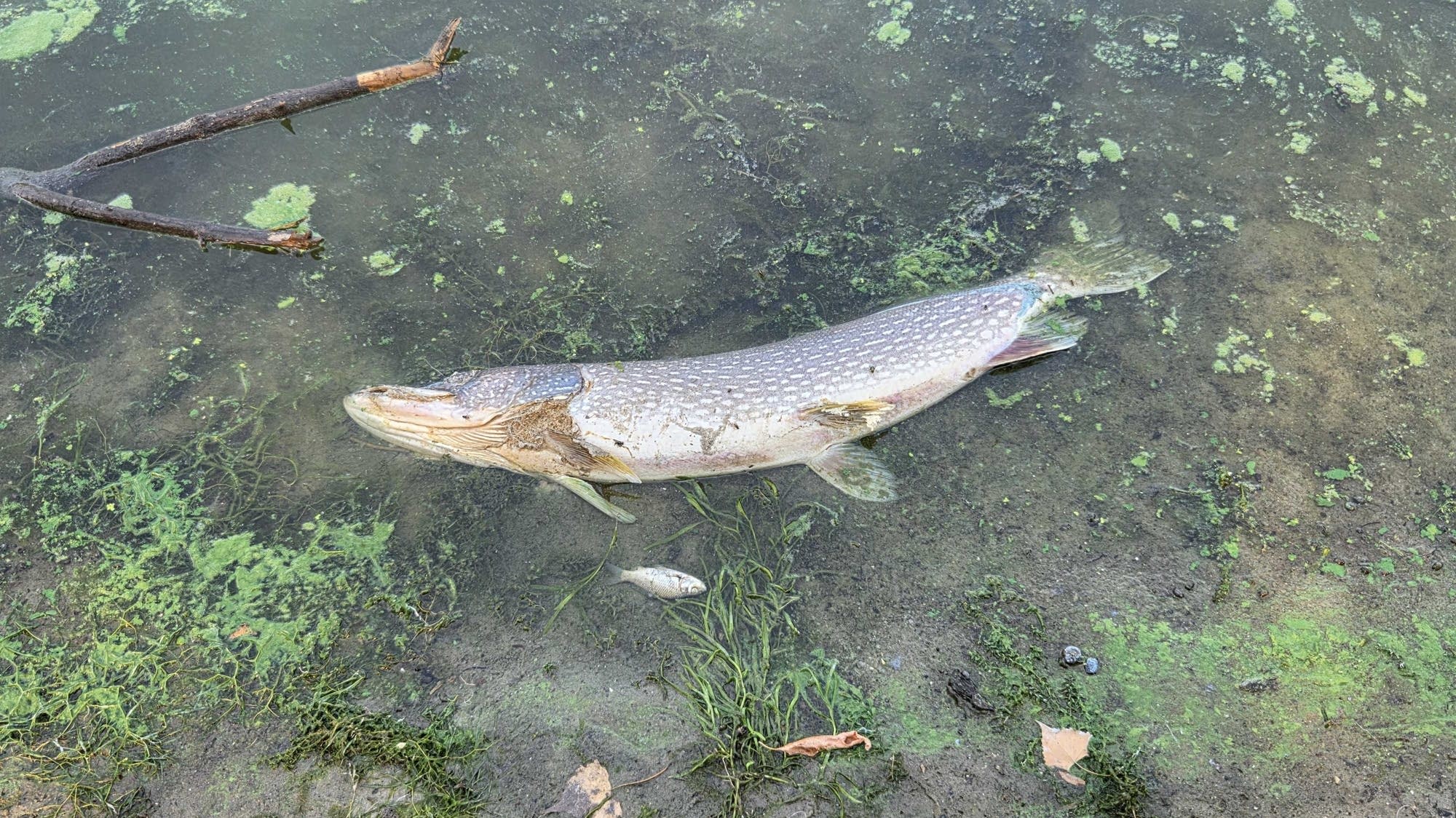 Thousands of dead fish reported in Mille Lacs Lake