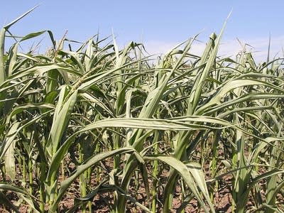 Dry corn