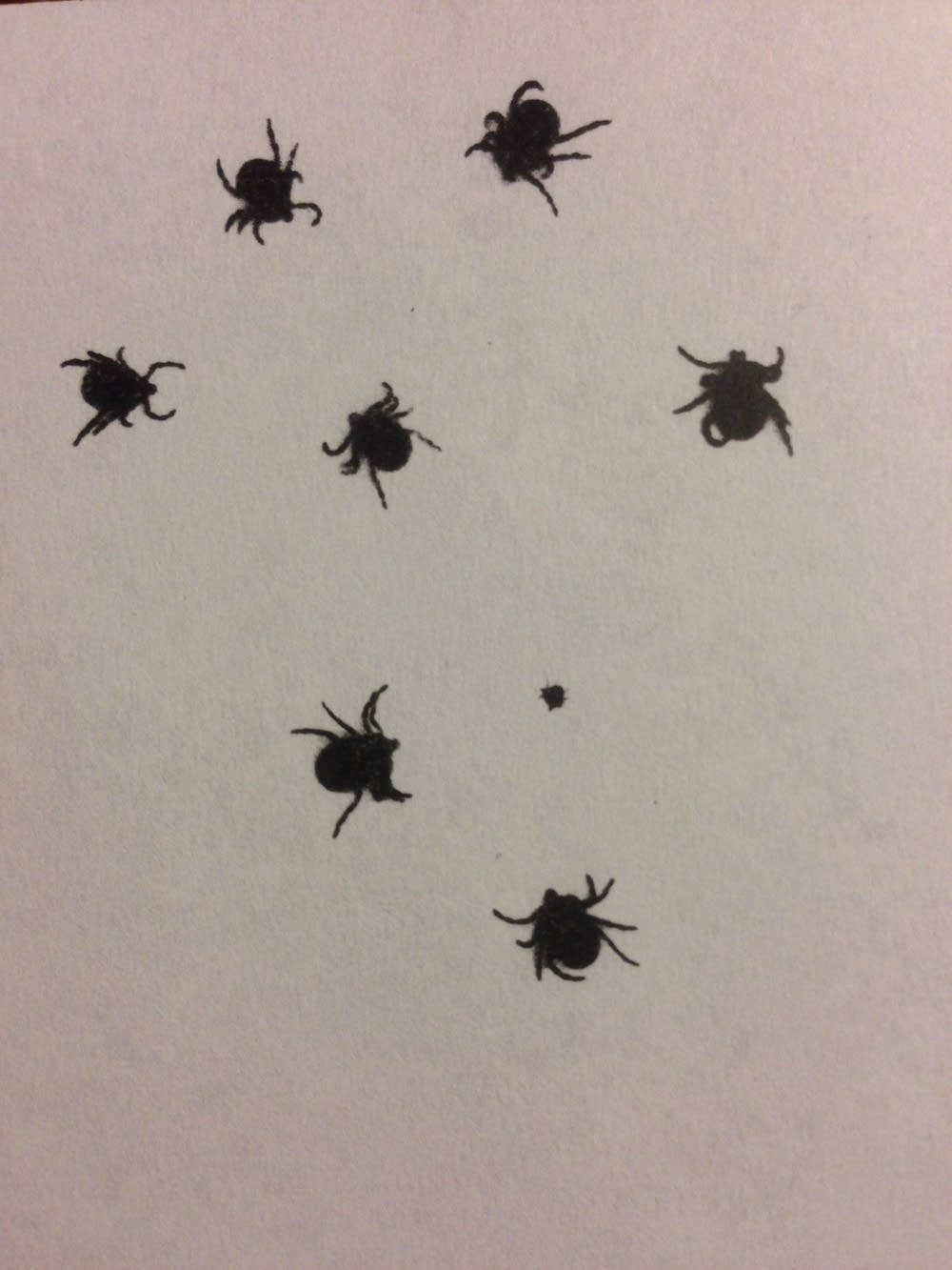 bad-bite-a-tick-can-make-you-allergic-to-red-meat-mpr-news