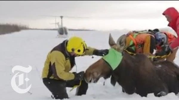 Minnesota’s moose mystery | MPR News
