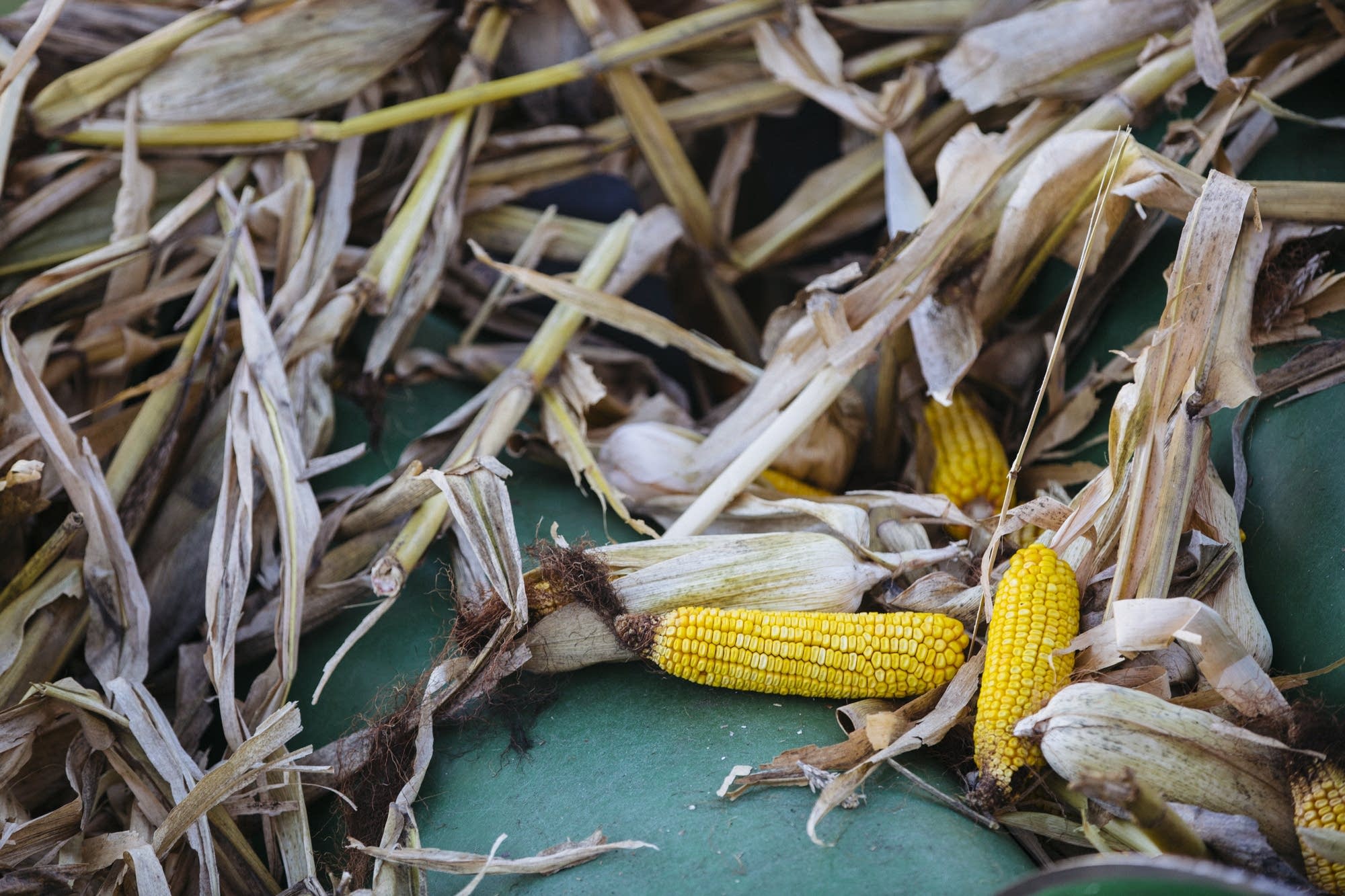 Photos Minnesota farm family's corn harvest is labor of love