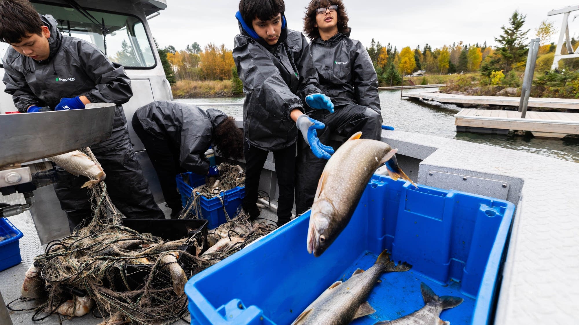 Fond du Lac Band harvests Lake Superior trout