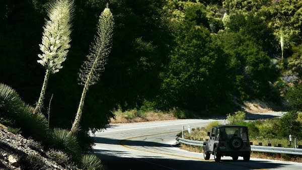 LA CANADA, CA - JUNE 21: A vehicle drives past Yuccas with very large stalks of flowers as a heavy wildflower bloom, the result of last winter's record rainfall, continues on the first day of summer along the Angeles Crest Highway on June 21, 2005 in the Angeles National Forest northwest of La Canada, California. Last winter's rainfall is expected to be remembered as the region's second all-time rainiest season on record, coming to within one inch of being the rainiest.
