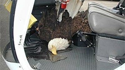 邦楽 A Report of the Birdstrike The Penn State Expert who mistook the shockwave created by