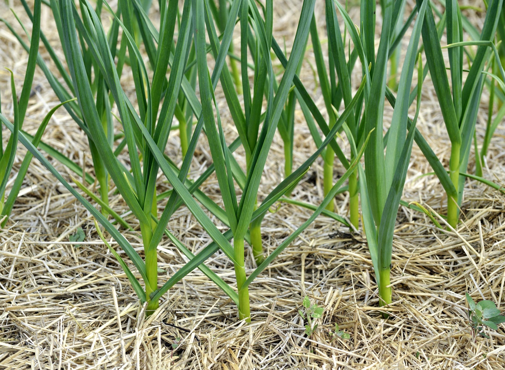 Garlic in a section of Russ Swenson's Big Stone Garlic farm.