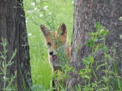 A red fox