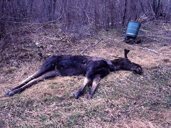 Dead bull moose