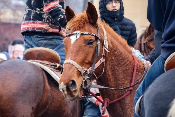 A horse in a crowd of people
