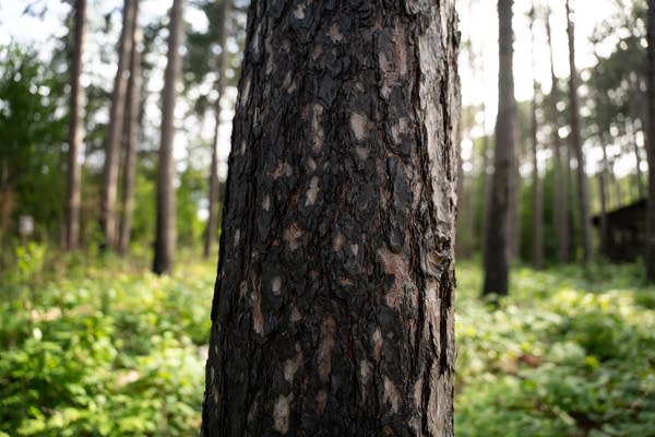 Close-up of a tree trunk with char marks.