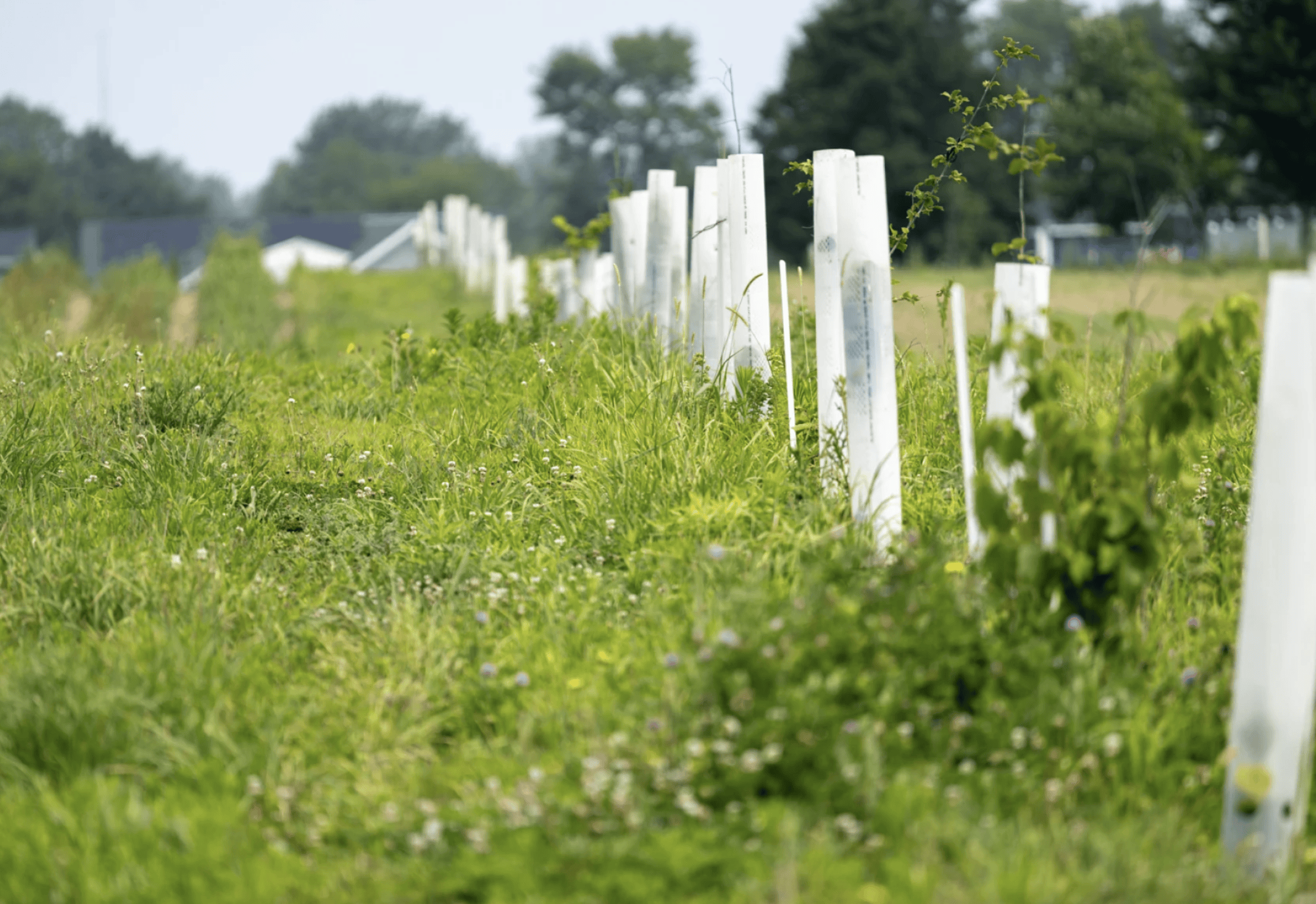 Young trees in tubes 