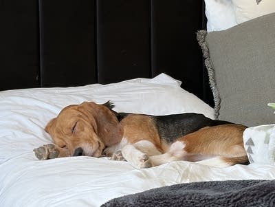 A dog sleeps on a bed.