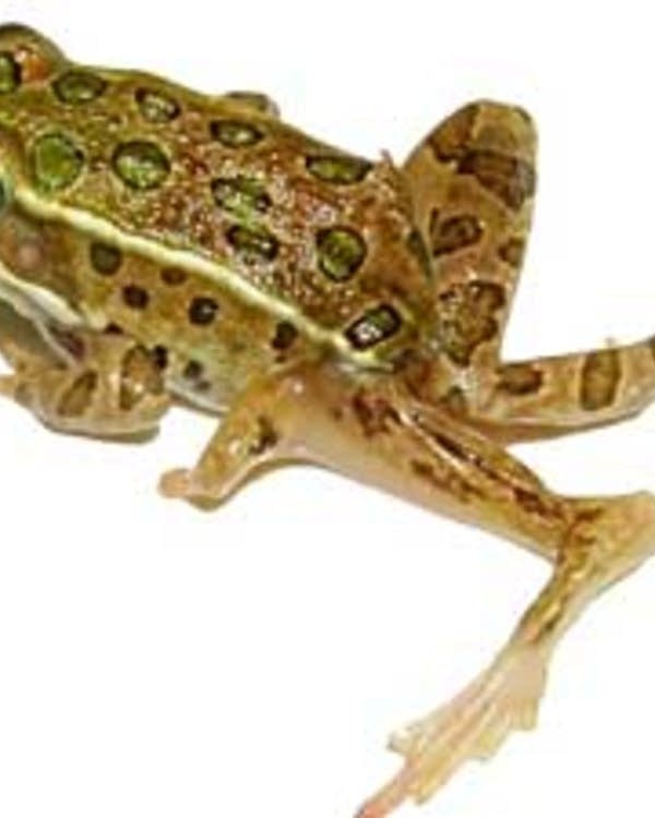 Deformed Frogs Deformed Frogs Duvet Cover By Joseph Huet Breck