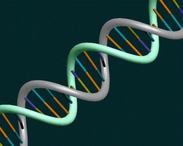 DNA model