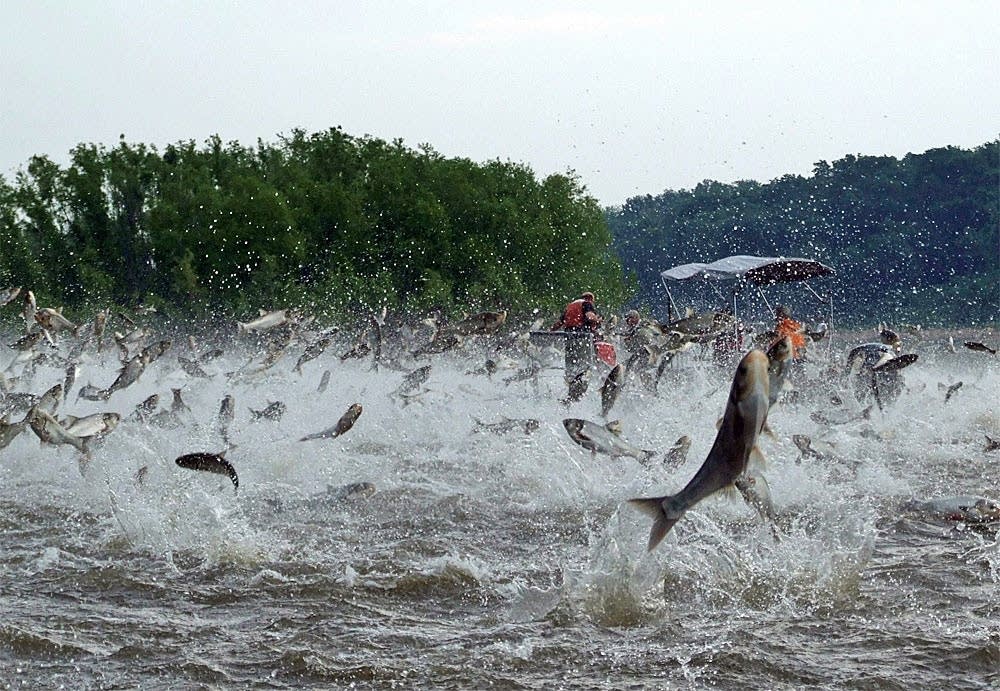 Fishing for Asian carp in the Illinois River