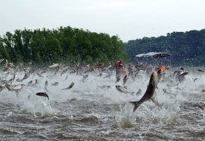 Flying carp