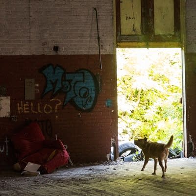 Stray dog in Detroit