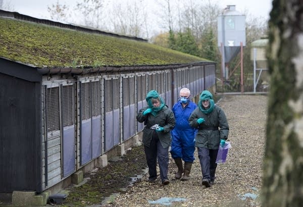 Rising avian flu hits UK poultry industry