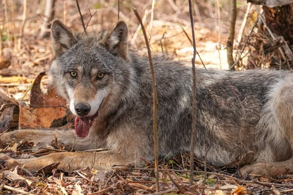 A grey wolf in the wild.
