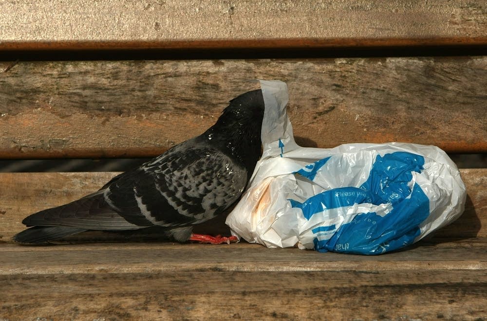 A pigeon looks for food inside a bag