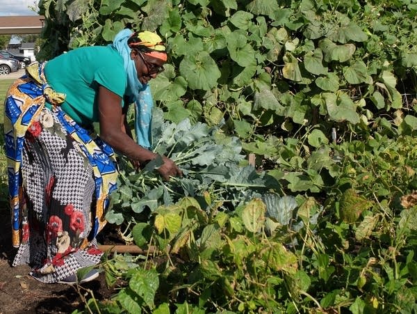 Ciza Consolata picks vegetables from a garden in Fargo