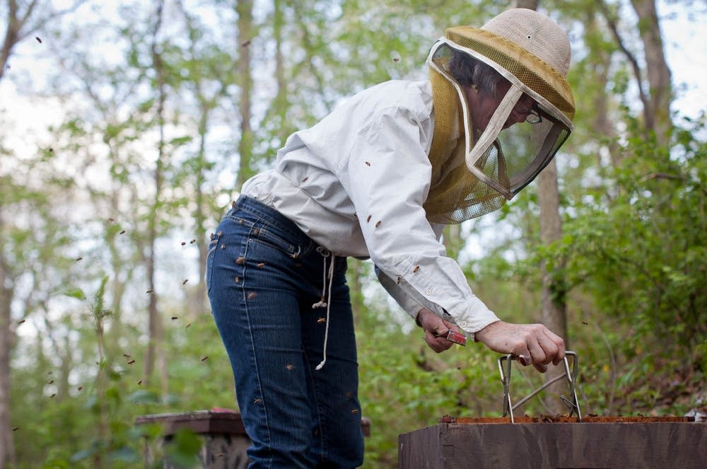 Beekeeping in Minnesota
