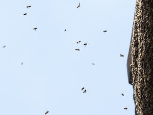 Honey bees fly on and off an exterior wall.